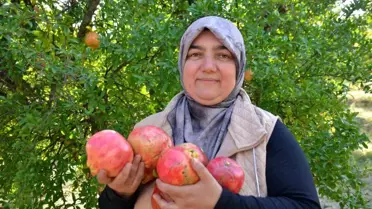 İnhisar'da İri Taneli Nar Hasadı Başladı