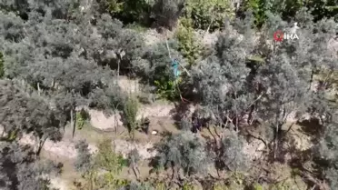 Artvin'de Asırlık Zeytin Hasadı Başladı