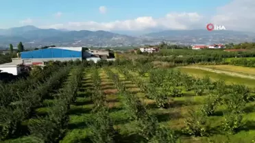Sakarya'nın Altın Sarısı Ayvası