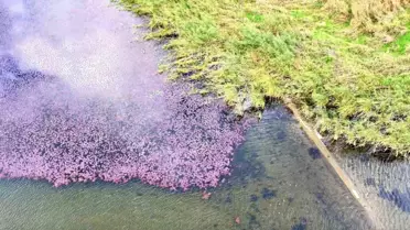 Terkos Gölü'nde Pembe Manzara