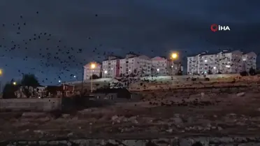 Van'da Karga Gösterisi