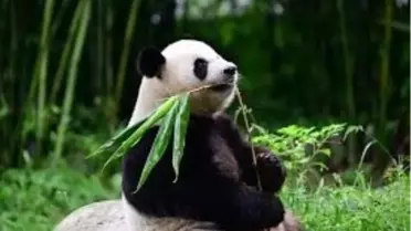 Pandalar Karantinadan Çıktı