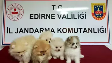 Edirne'de Yasadışı Pomeranian Köpek Yakalandı
