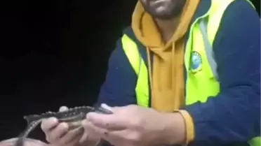 Duyarlı Balıkçı Mersin Balığını Kurtardı