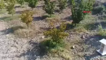 Keban'da Trabzon Hurması Hasadı Yapıldı