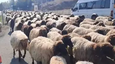 Kulp'taki Göçerler Kışa Hazırlanıyor