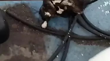 Feribot İskelesinden Düşen Kedi Kurtarıldı