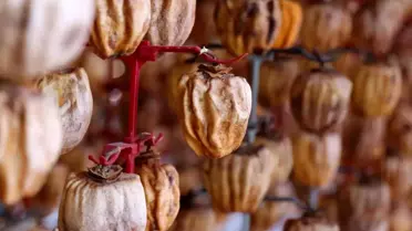 Honaz'da Cennet Hurması Hasadı Geçen Yıldan Yüzde 40 Daha Verimli
