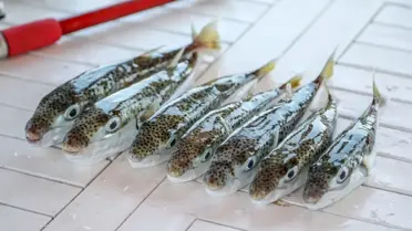 'Mezgit' diye satmışlardı ama bakın ne çıktı