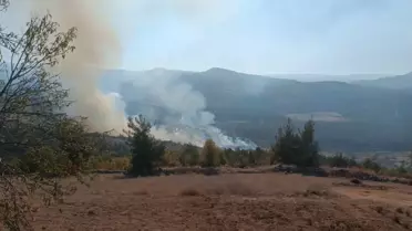 Bursa'da Orman Yangınları