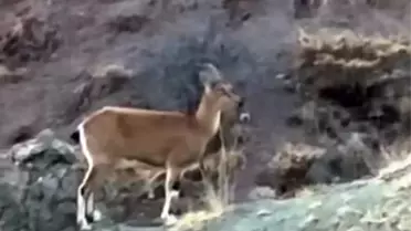 Dağ Keçileri Harput'ta Görüldü