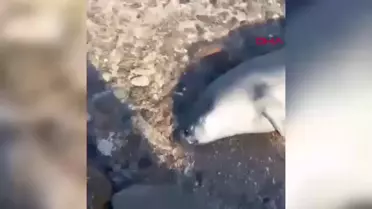 Bodrum'da Ölü Fok Bulundu