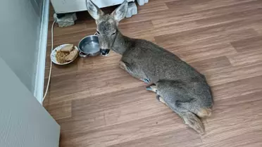 Yavru Karaca Doğaya Döndü