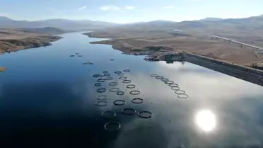 Sivas'tan Somon Adayları Karadeniz'e