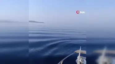 Ayvalık'ta Yunuslarla Tekne Yarışı