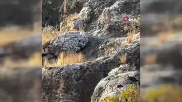 Adıyaman'da Nadir Çizgili Sırtlan Görüntülendi
