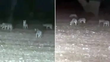 Tarlasını süren çiftçi, bir anda kurt sürüsünün arasında kaldı