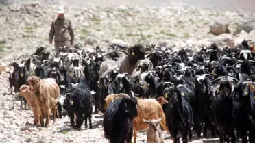 Yörükler Yaylalardan Dönüşe Geçti