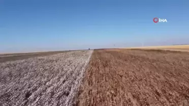 Şanlıurfa'da Doğal Renkli Pamuk Hasadı Başladı