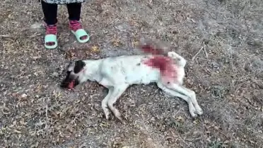 Antalya'da Sokak Köpeğini Tüfekle Öldüren Şahıs Gözaltına Alındı
