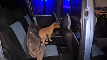 Ereğli'de Kaza: Sürücü Kaçtı, Araçta Köpek Bulundu