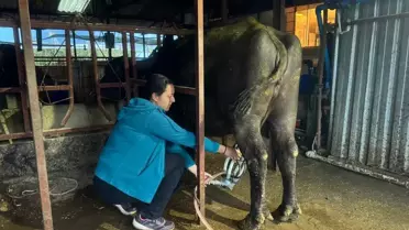 Manda Sütüne Yoğun Talep