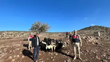 Kaybolan 28 Küçükbaş Hayvan Bulundu
