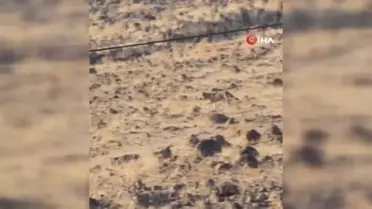 Elazığ'da Aç Kurt Yerleşim Alanına İndi