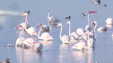 İzmit Körfezi'nde Flamingo Popülasyonu Artıyor