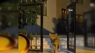 Çekmeköy'de Şehre İnen Kurt Yakalandı