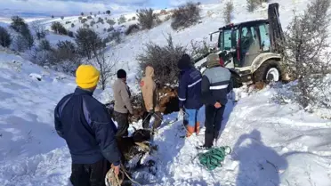 Ankara'da Kar Yağışı Büyükbaş Hayvanları Mahsur Bıraktı