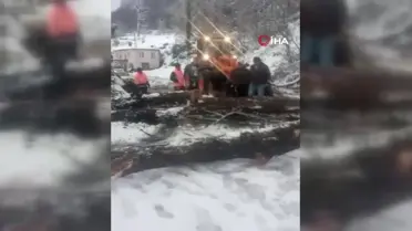 Sinop'ta Fırtına Ağaç Devirdi