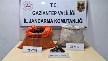Zeytin Hırsızı Suçüstü Yakalandı