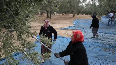 Şarköy'de Zeytin Hasadı Coşkusu