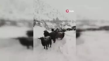 Zorlu Kar Yolculuğu: Artvin'de Bir Besicinin Mücadelesi