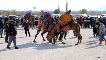 Saruhanlı Deve Güreşleri Festivali Büyük İlgi Gördü