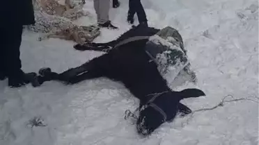 Karaman'da Şiddetli Tipi Hayvanları Donarak Öldürdü