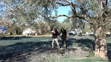 Lodos Zeytin Hasadını Vurdu