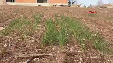 Trakya'da Kar ve Yağış Eksikliği Tarımı Tehdit Ediyor