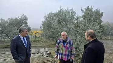 Bayırköy'deki Asırlık Zeytin Ağaçları Coğrafi İşaretle Koruma Altına Alınacak