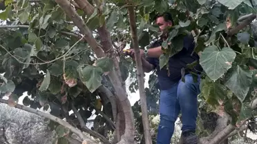Buharkent'te Ağaç Bakım ve Budama Çalışmaları Devam Ediyor