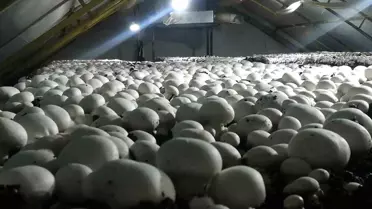 Gelendost'ta 504 Ton Kültür Mantarı Üretimi