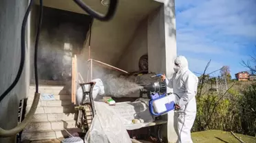 Kahverengi Kokarca ile Mücadele Artarak Devam Ediyor