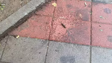 Zveçan'da El Bombalı Saldırı