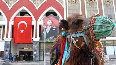 Koçarlı'da 10. Geleneksel Deve Güreşi Festivali İçin Hazırlıklar Tamamlandı