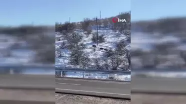 Harput'ta Domuz Sürüsü Görüldü