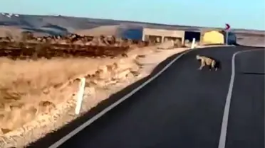 Şanlıurfa'da Nesli Tükenen Hayvanlar Görüntülendi