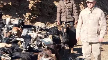 Kaybolan 130 Keçi Bulundu