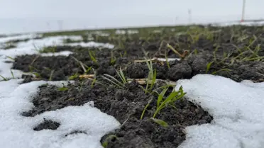 Konya Ovası'ndaki Yağışlar Çiftçiyi Umutlandırdı