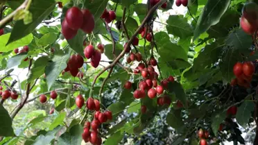 Tamarillo Rize'de Yetişiyor